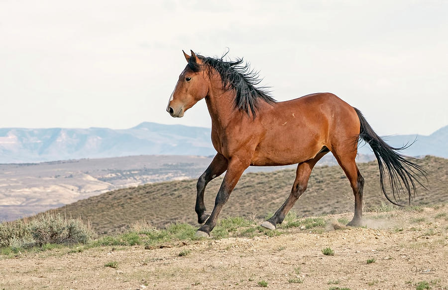 Wild and Free on the Prairie -- Wild Mustang Horse Photograph by Judi Dressler