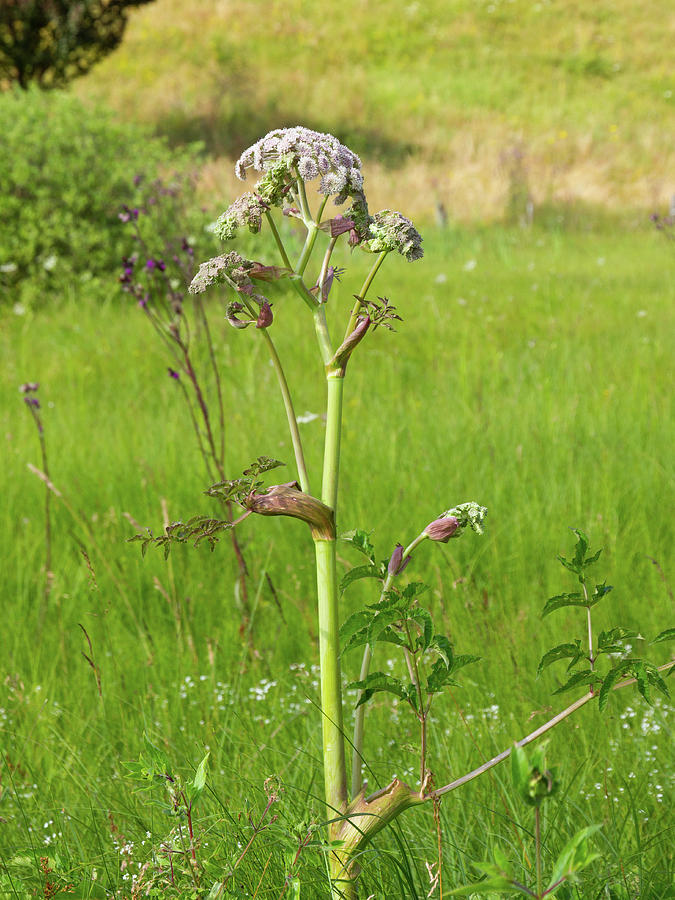 Wild Angelica In The Meadow Photograph by Konrad Wothe