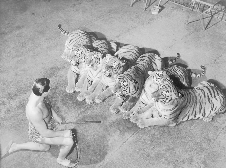 Wild Animal Tamer Kneeling In Front Of Photograph by Fpg