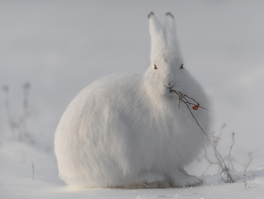 Wild Arctic Hare Photograph by Roberto Marchegiani