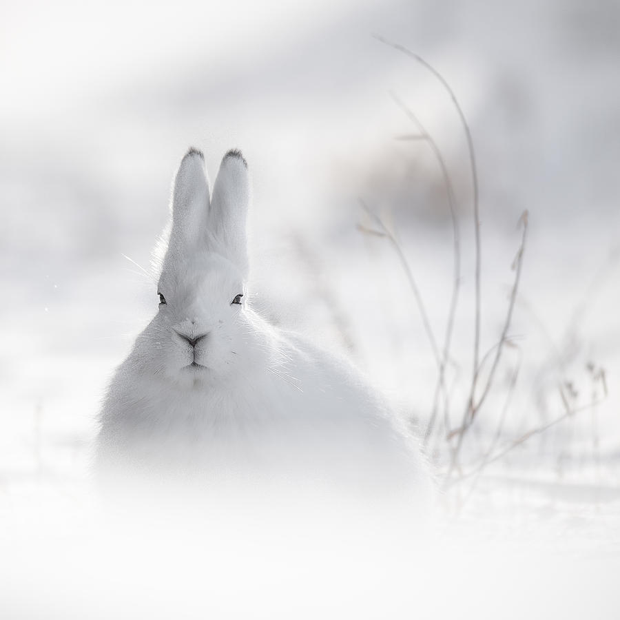 Wildlife Photograph - Wild Arctic Rabbit by Roberto Marchegiani