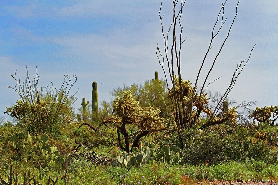 Wild Arizona Desert Land Digital Art by Tom Janca