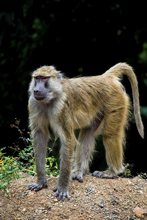 Wild Baboon Photograph by Robert Grac