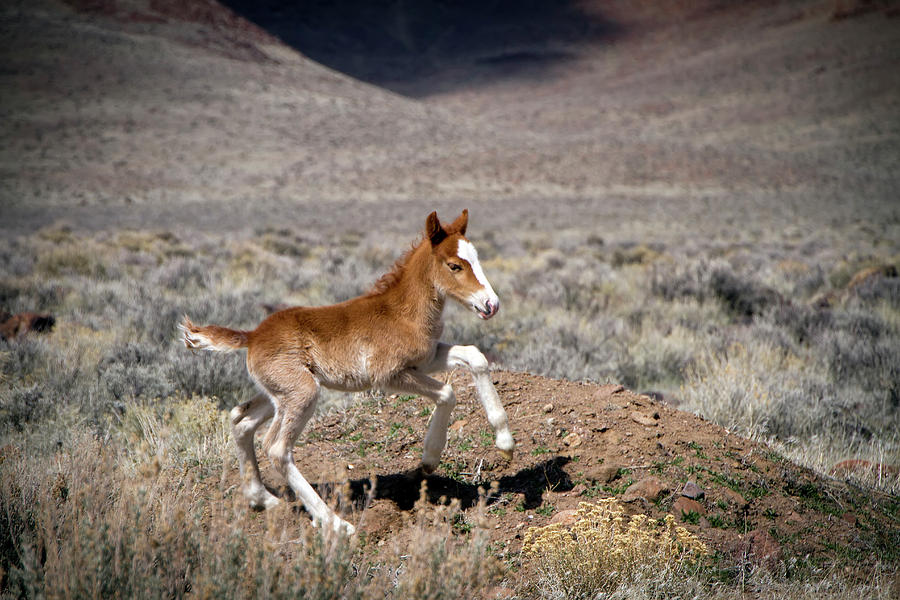 Wild baby Paint colt running Photograph by Waterdancer