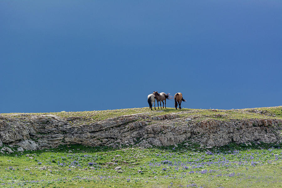 Wild Bachelor Stallions Photograph by Douglas Wielfaert