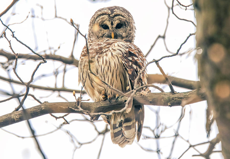 Wild Barred Owl by Dan Sproul Wild Barred Owl by Dan Sproul