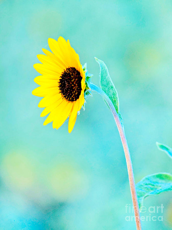 Sunflower Photograph - Wild Beauty by Gary Richards