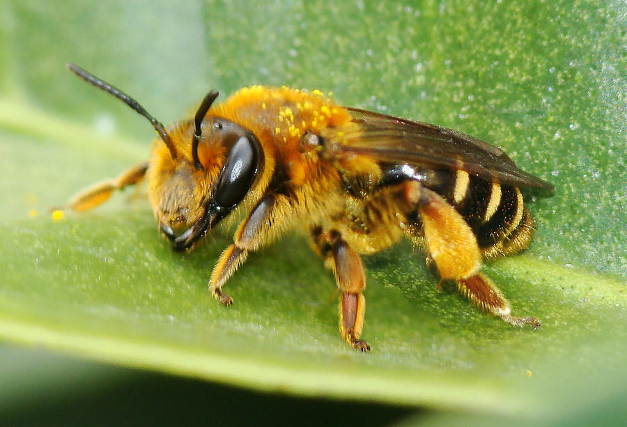 Wild Bee Andrena Dorsata Photograph by Valter Jacinto