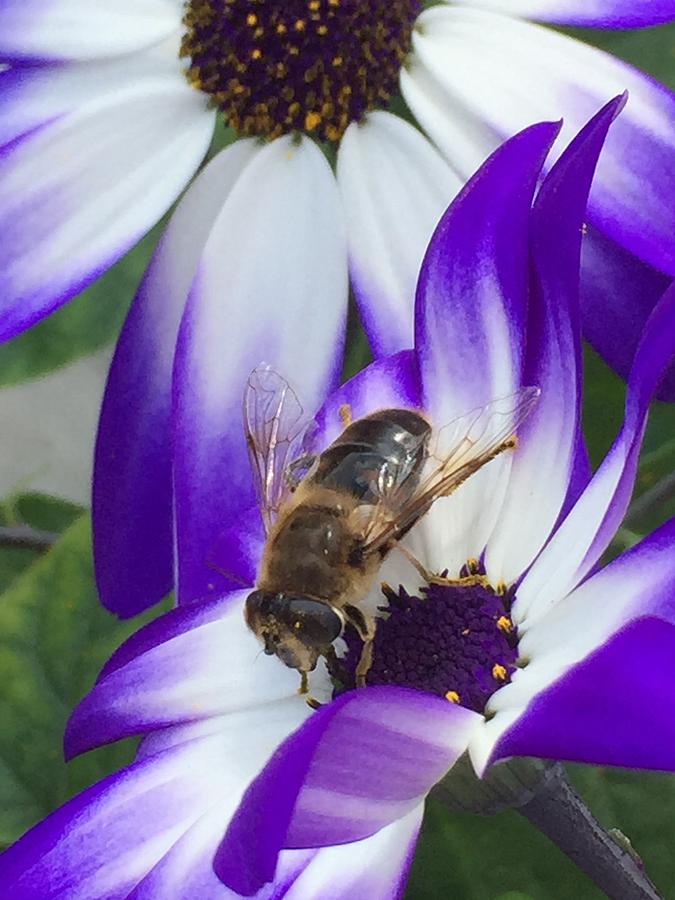 Wild bee Photograph by Patricia Piotrak