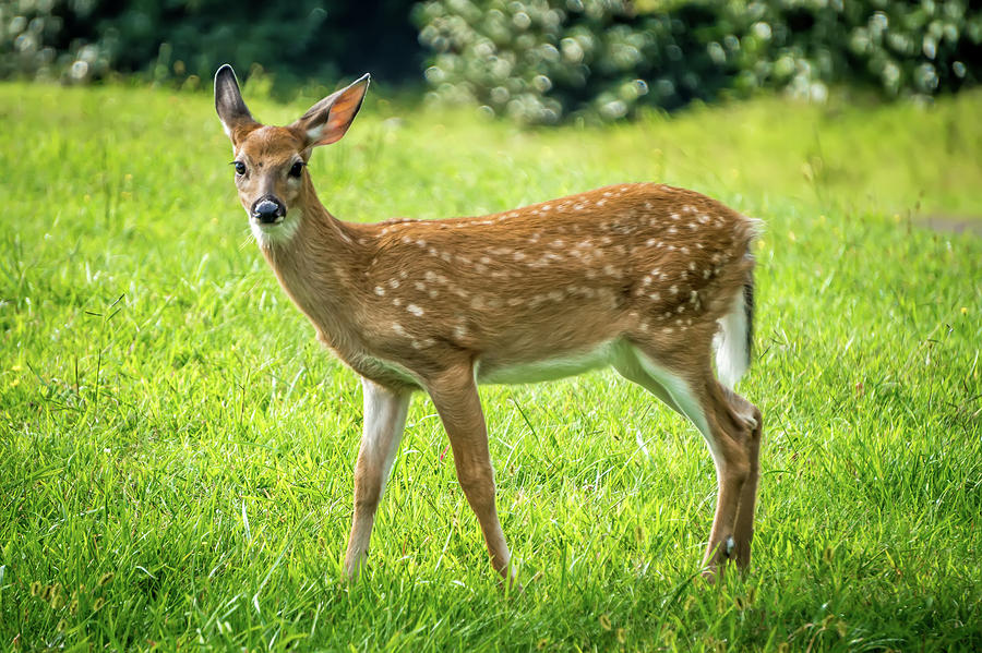 Wild Bembi Deer Fawn Feeding On A Meadow In Mountains Photograph by Alex Grichenko