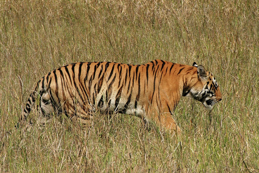 Wild Bengal Tiger, Kanha India Photograph by Milehightraveler