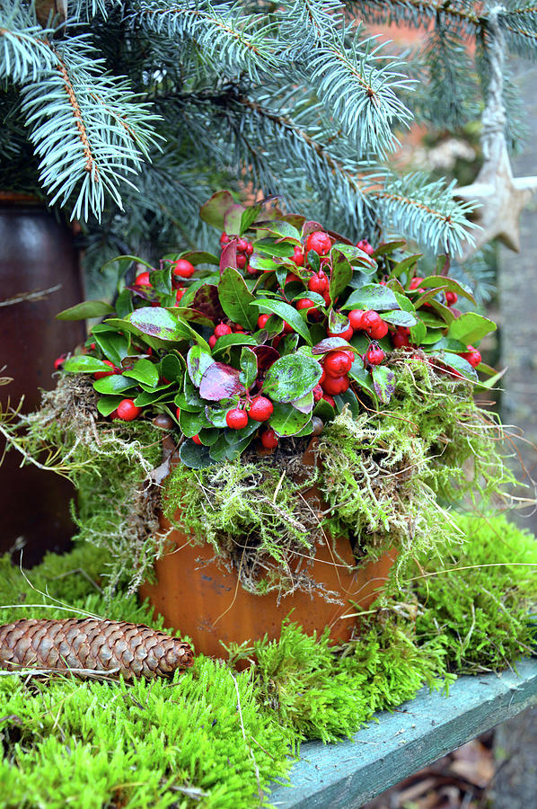 Wild Berry In A Pot With Moss Photograph by Christin By Hof 9