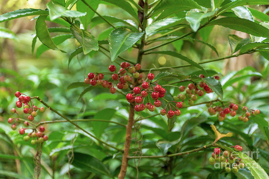 Wild Berry Tree On The Trail Photograph by Beckie Renee