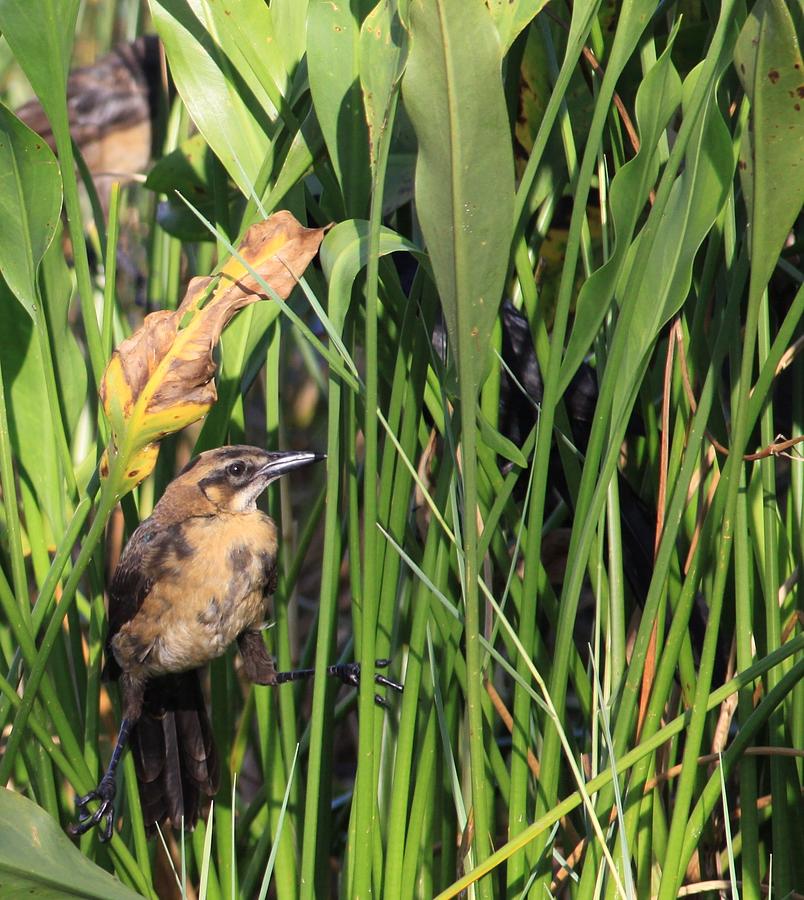 Wild Bird by Philip Bracco Wild Bird by Philip Bracco