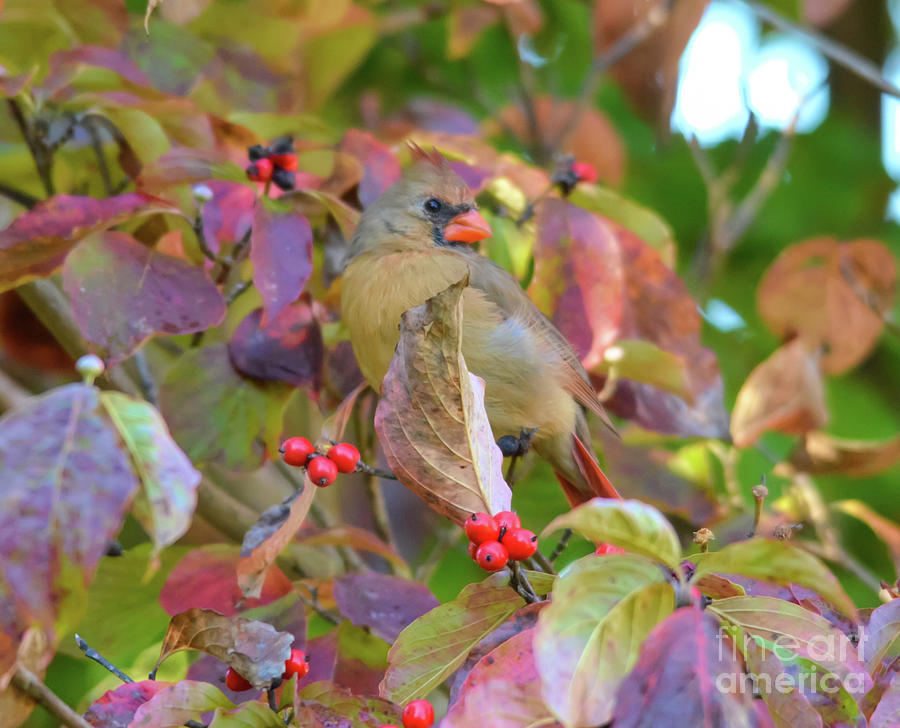 Wild Birds of Autumn - Female Northern Cardinal in the Dogwood Photograph by Kerri Farley