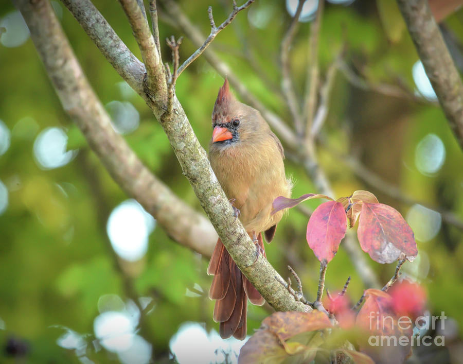 Wild Birds of Autumn - Female Northern Cardinal Photograph by Kerri Farley