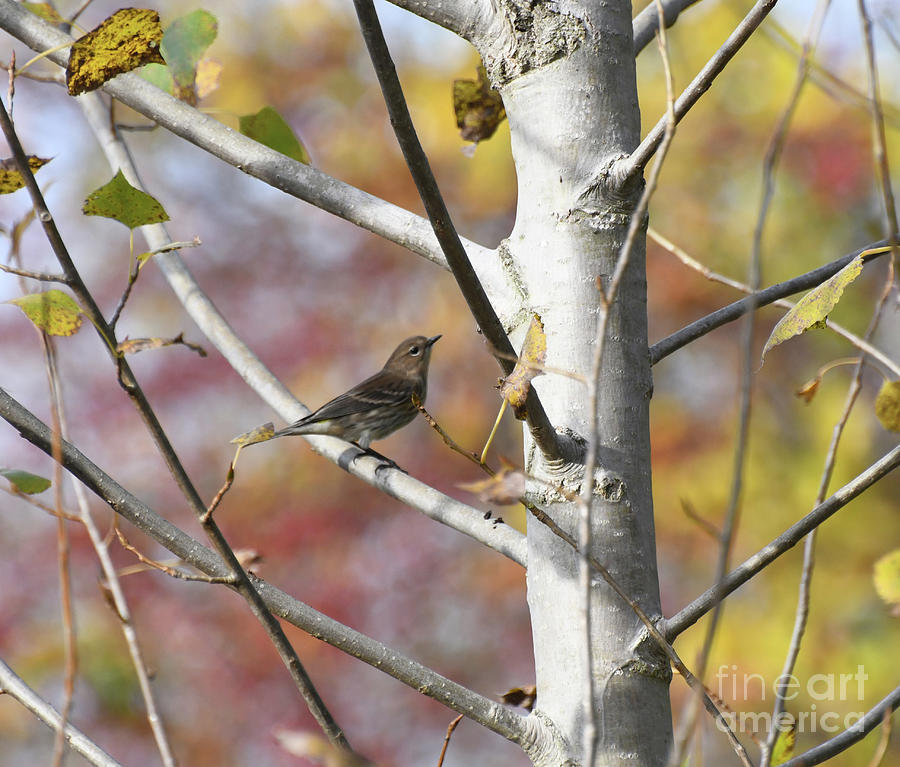 Wild Birds of Autumn - Yellow-rumped Warbler Photograph by Kerri Farley