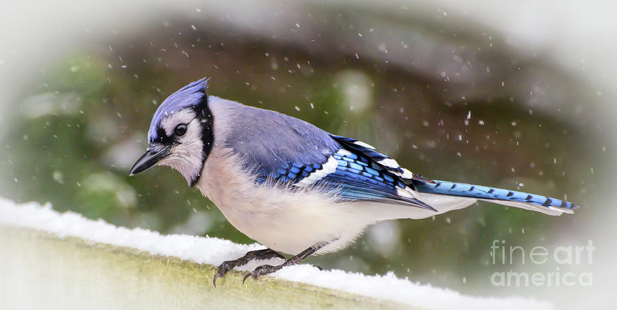 Wild Birds of Winter - Blue Jay in The Snow Photograph by Kerri Farley