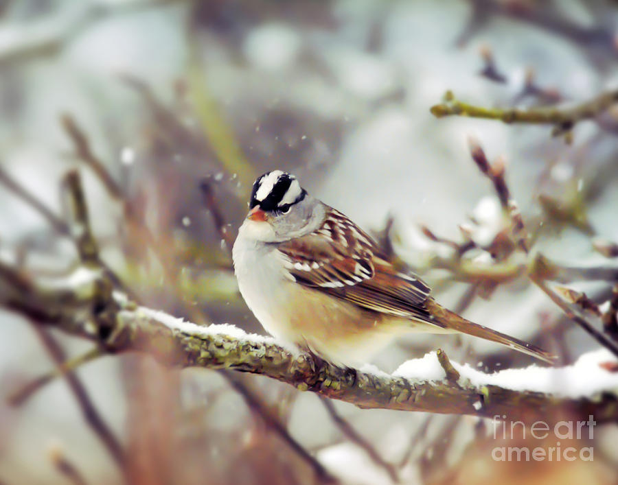 Wild Birds of Winter - White-crowned Sparrow Photograph by Kerri Farley