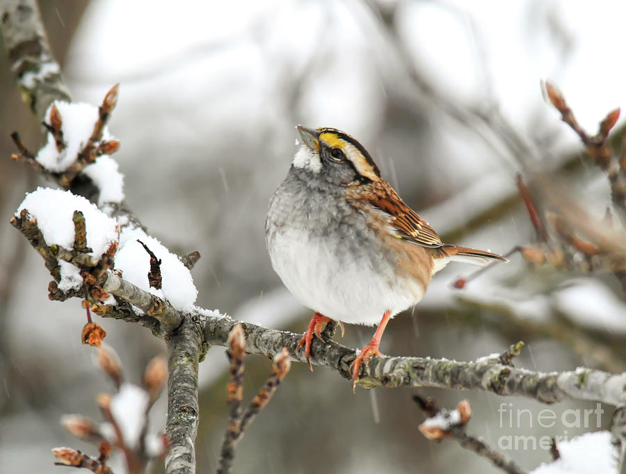 Wild Birds of Winter - White-throated Sparrow Photograph by Kerri Farley