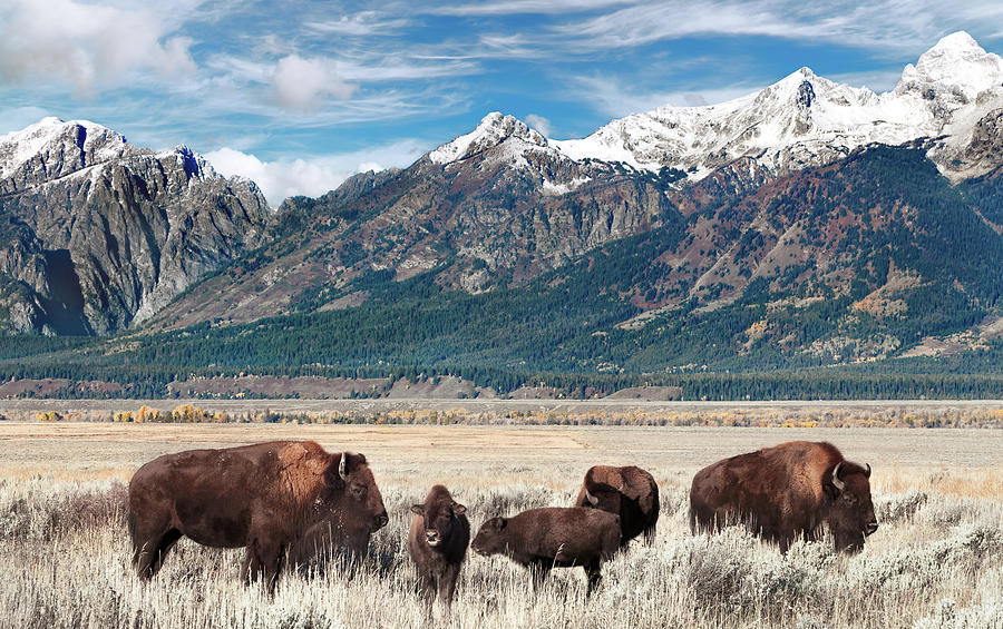 Wild Bison On The Open Range Photograph