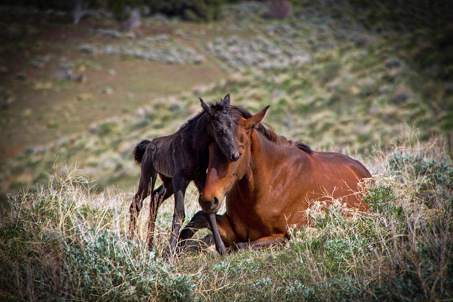 Wild black new born foal and mare Photograph by Waterdancer