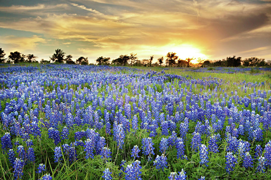 Wild Blue Bonnet Flower Field At Sunset Photograph by Chung Hu