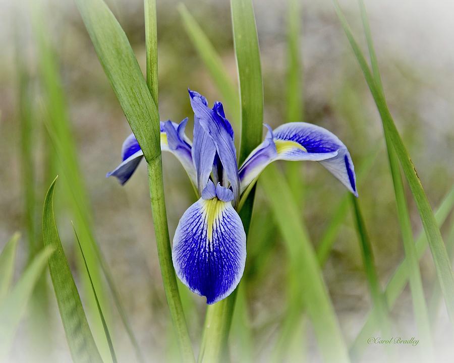 Wild Blue Flag Iris Photograph by Carol Bradley