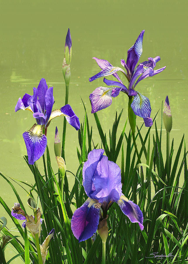 Wild Blue Flag Irises Digital Art by M Spadecaller