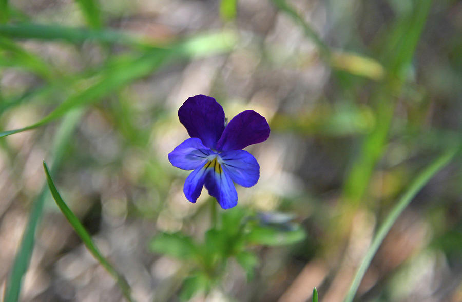 Wild Blue Violet Photograph by Whispering Peaks Photography