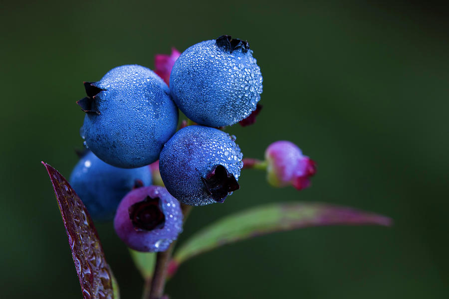 Wild Blueberries in Dew Photograph by Mircea Costina Photography