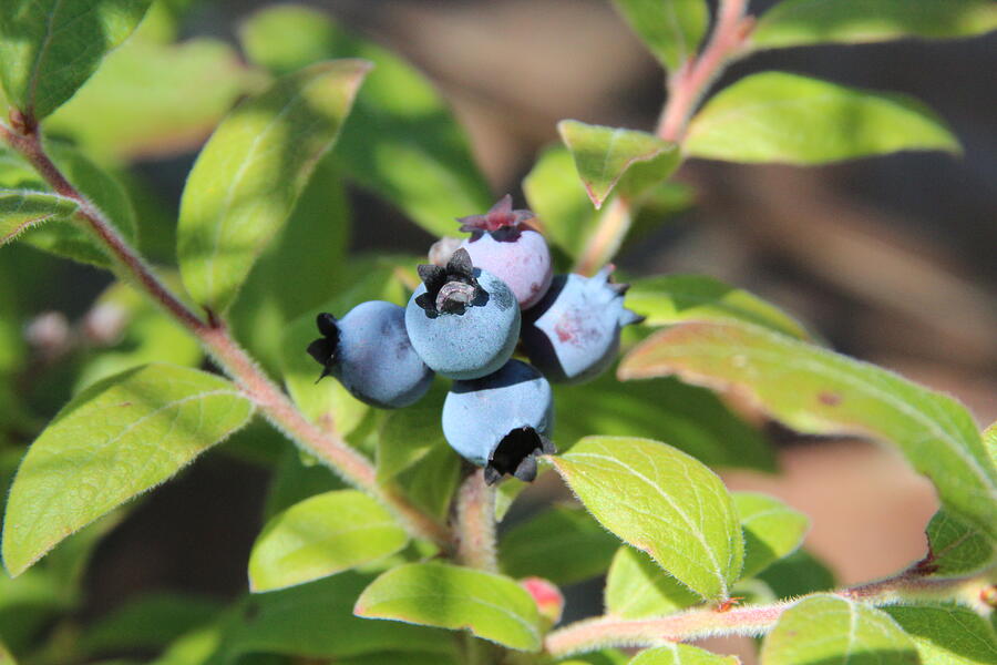 Blueberry Photograph - Wild Blueberries by Marlin and Laura Hum