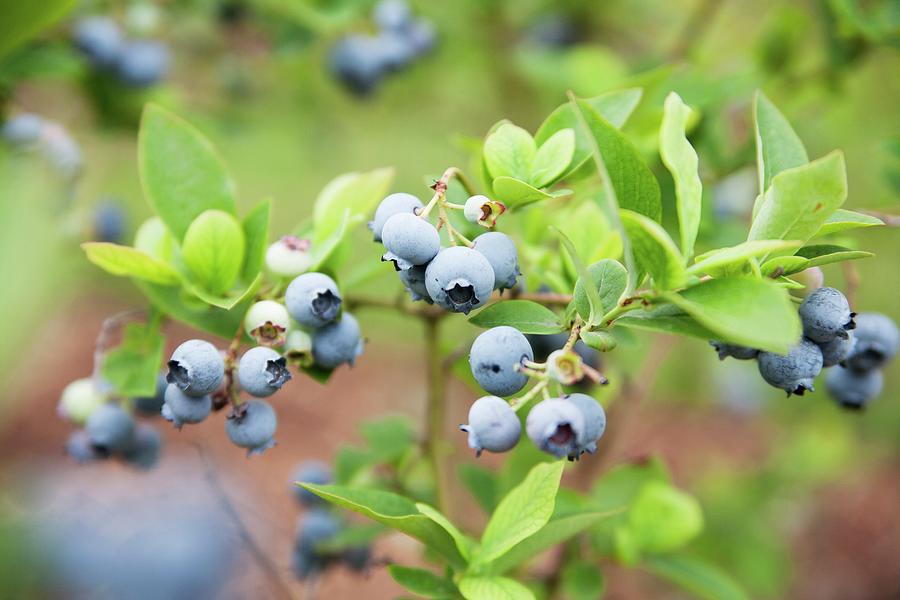 Wild Blueberries On The Bush Photograph by Claudia Timmann