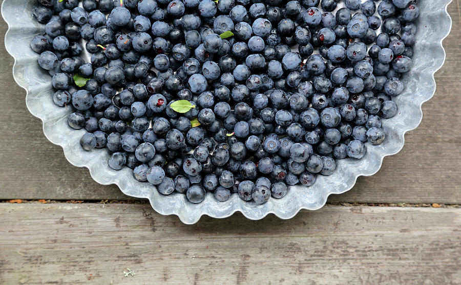 Wild Blueberries Photograph by Susanna Rosn