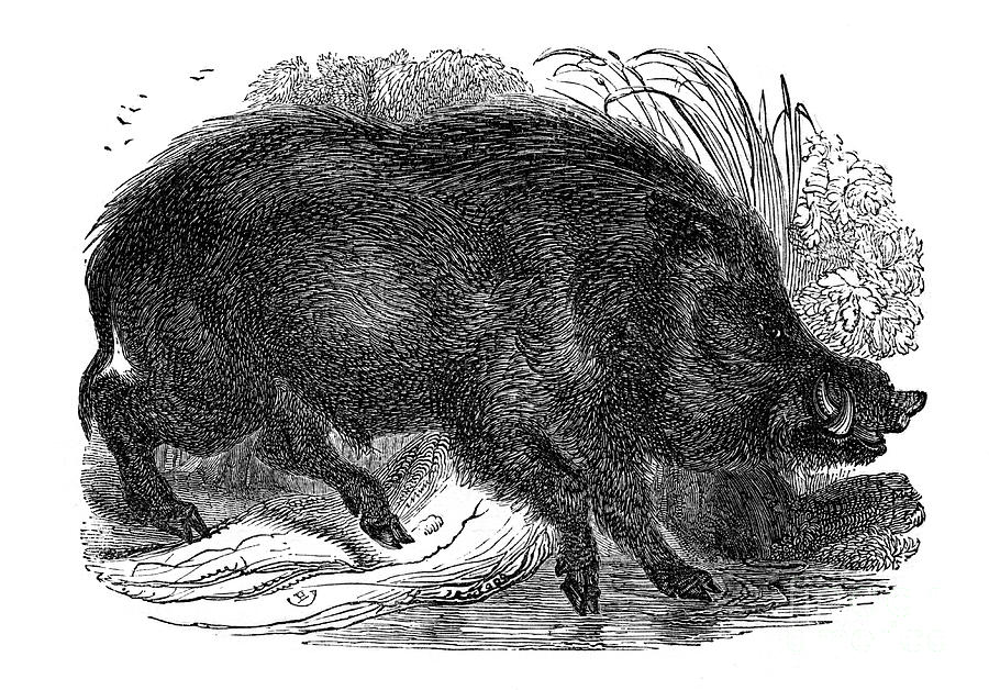Wild Boar, 1848 Drawing by Print Collector