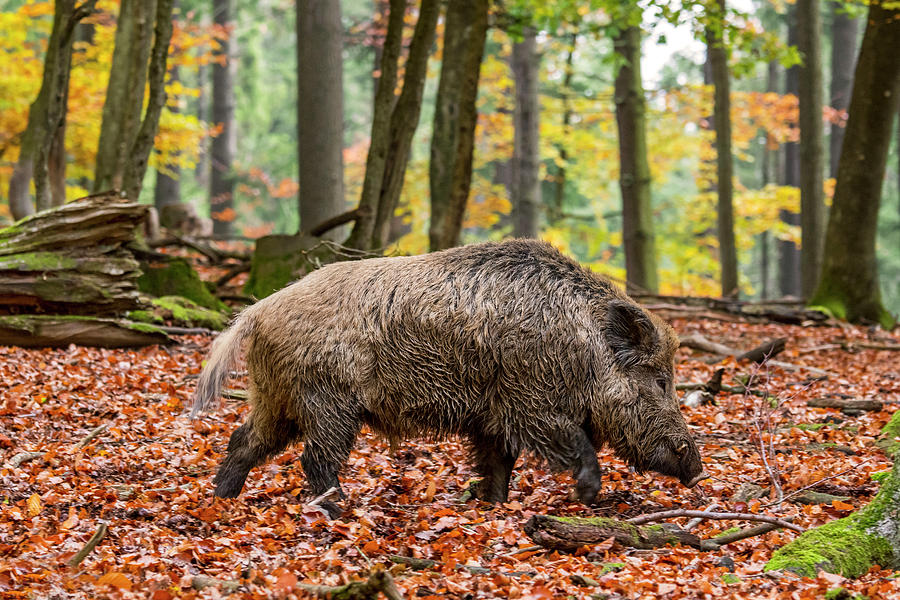 Wild Boar Photograph by Arterra Picture Library