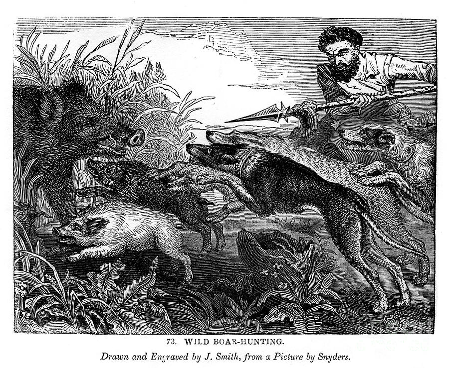 Wild Boar Hunting, C1600-1650 1843 by Print Collector