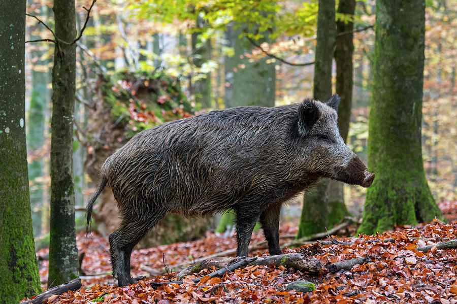 Wild Boar in Autumn Photograph by Arterra Picture Library