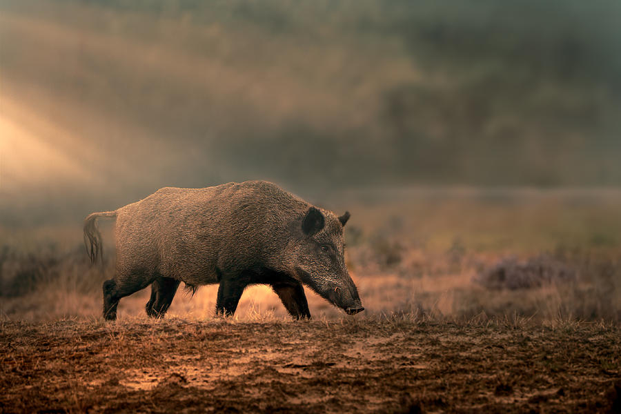 Wild Boar In Morning Mist Photograph by Gert J Ter Horst