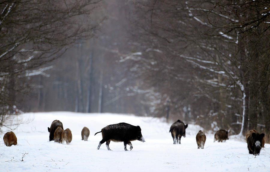 Nature Photograph - Wild Boars Walk in Forest of State by Vasily Fedosenko