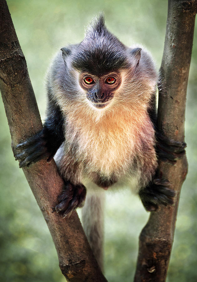 Wild Borneo Silvered Langur Photograph by Peter Davidson | Fine Art America