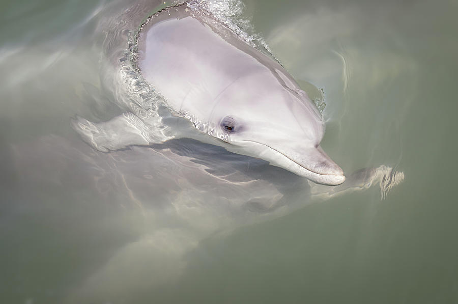 Wild Bottle-nose Dolphins Photograph by Chantal Steyn Photography