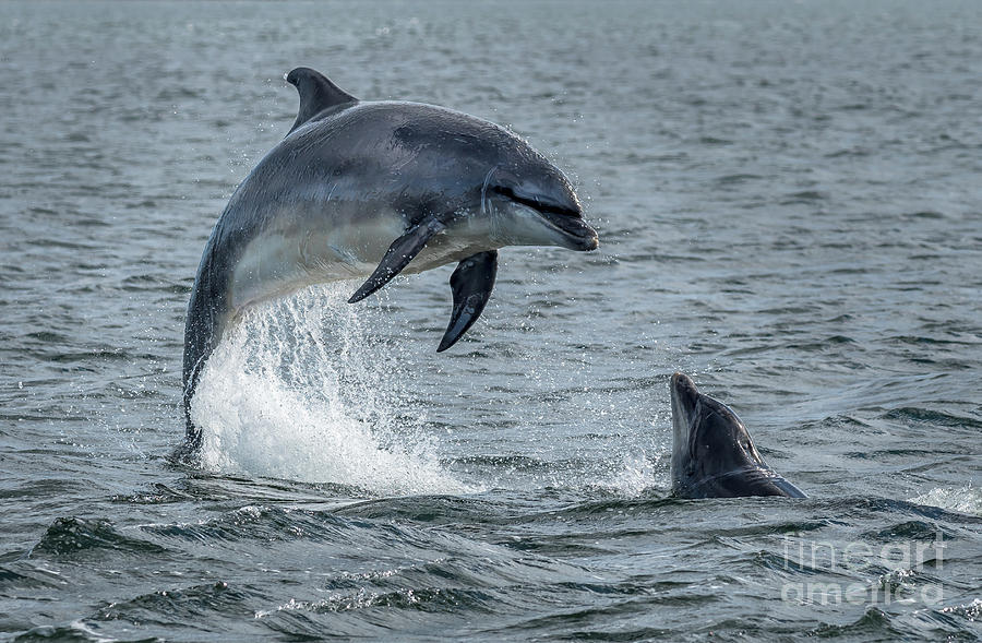 Wild Bottlenose Dolphins At Inverness Moray Firth In Scotland Photograph by Andreas Berthold