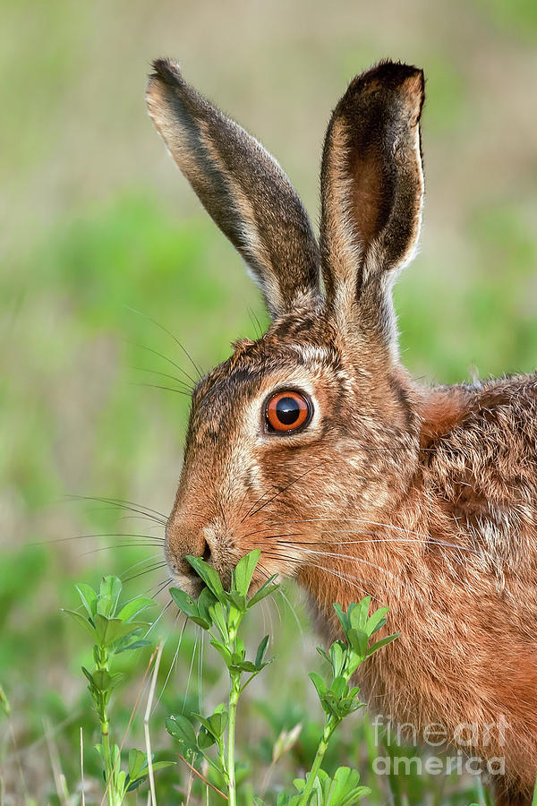 Wild brown hare close up eating Photograph by Simon Bratt