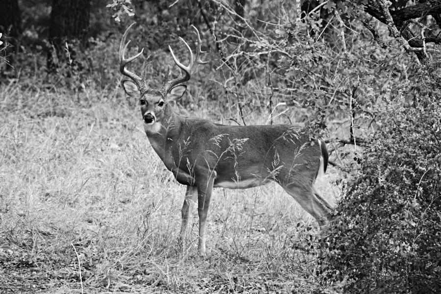 Wild Buck Deer B W Photograph By Gaby Ethington - Fine Art America