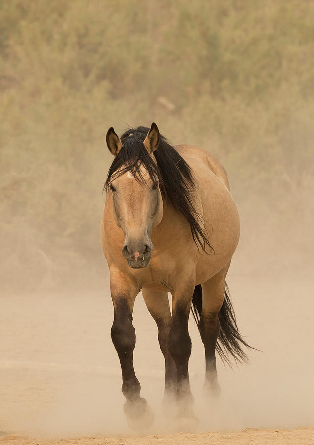 Buckskin Mustang Horse