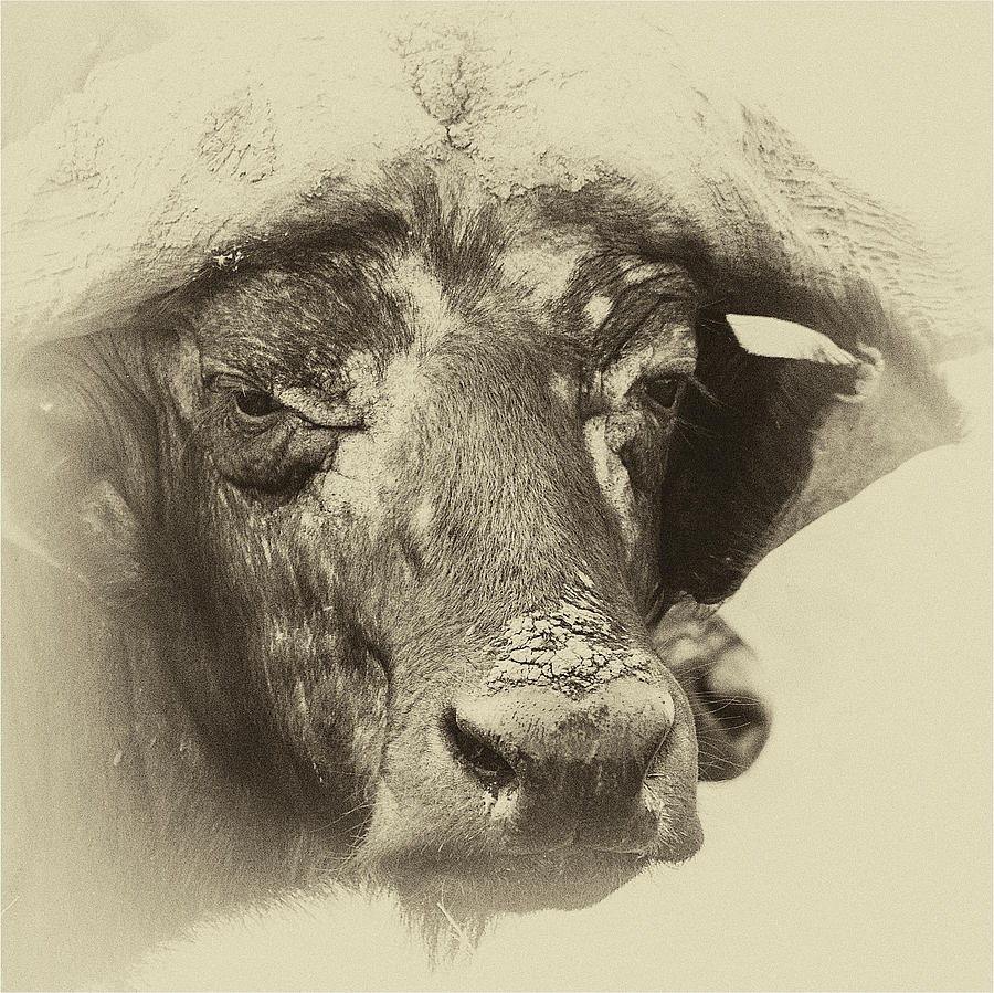 Wild Buffalo Photograph by Jenni Alexander - Fine Art America