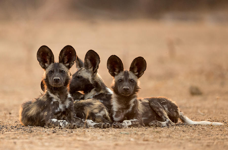 Wild Bunch Photograph by Jaco Marx