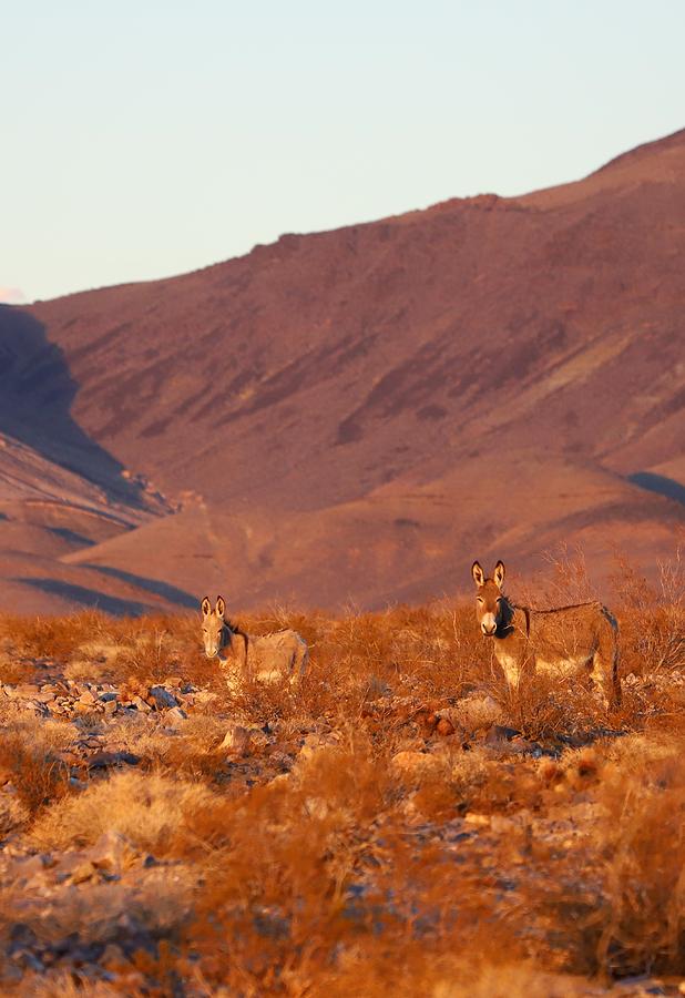 Wild Burros Photograph by Maria Jansson