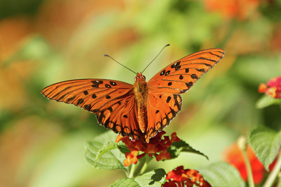 Wild Butterfly Photograph by Daniela Duncan